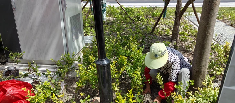 月季怎么修剪的方法