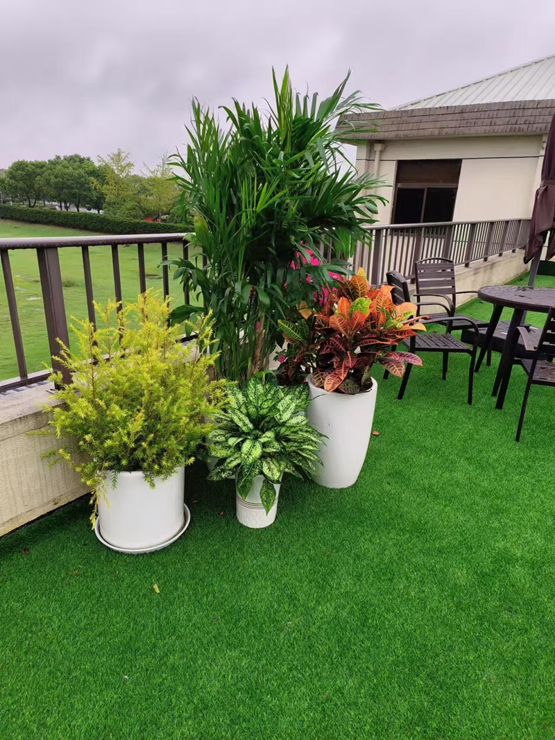 花卉租赁：花卉枝叶茂盛但不开花的原因