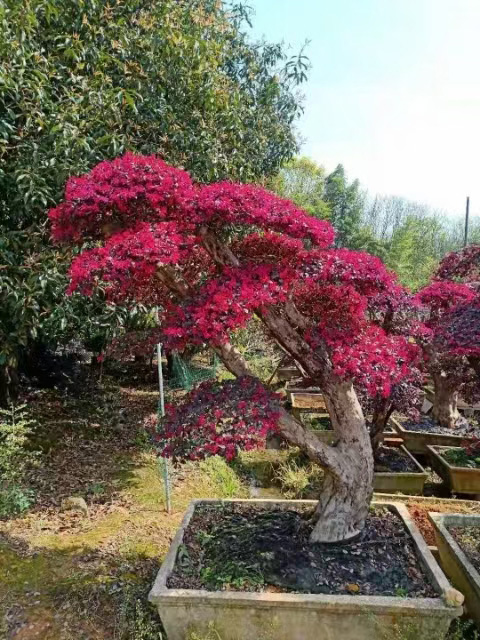 园林景观设计与施工