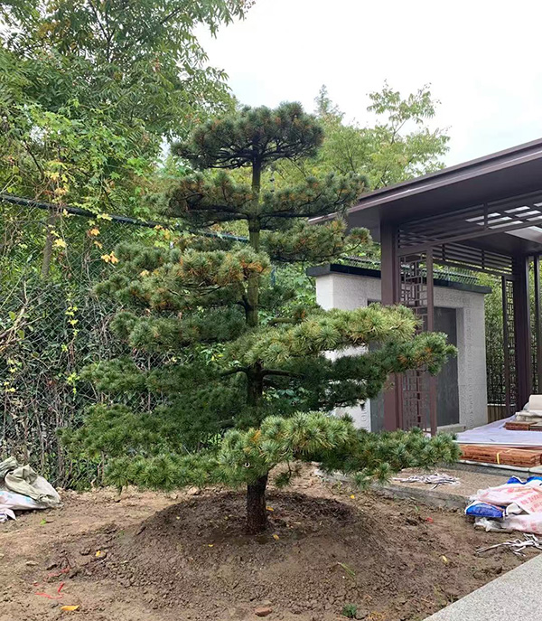 园林景观设计与施工