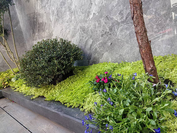 室内外植物销售