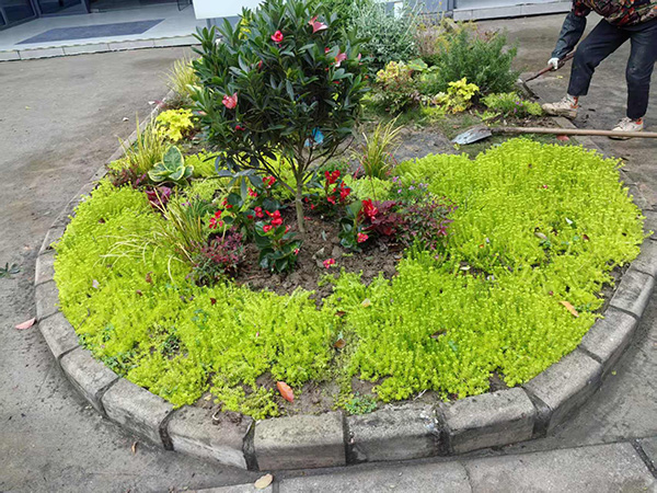 室内外植物销售