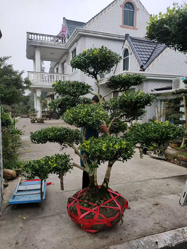 承接绿化，供苗