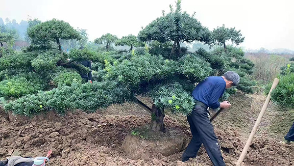 园林景观设计与施工