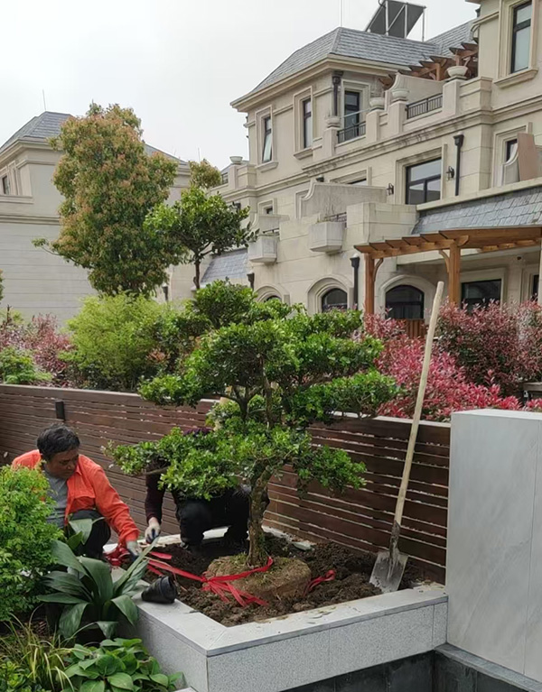 室内外植物销售