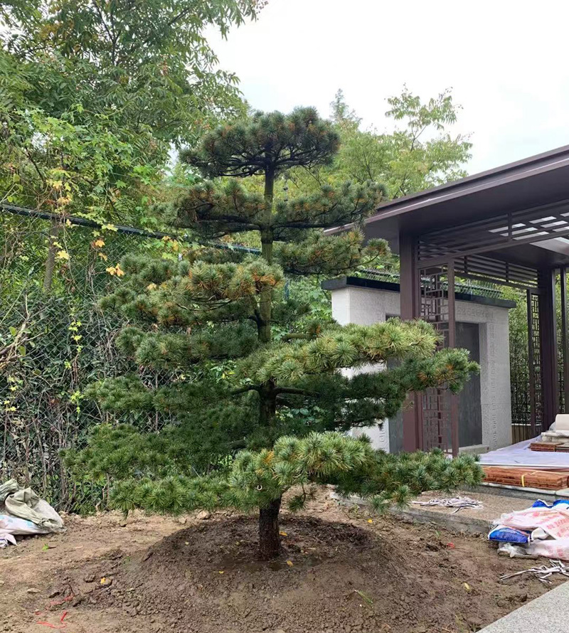 园林景观设计与施工